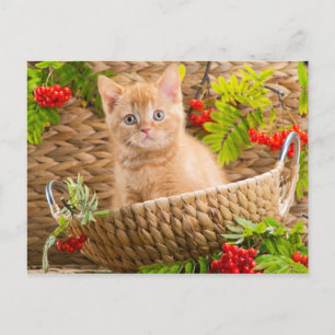British Kitten Sitta i A Basket med berg Vykort