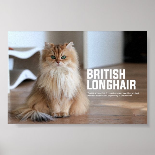 British Långhårig Cat Breed Poster (Framsidan)