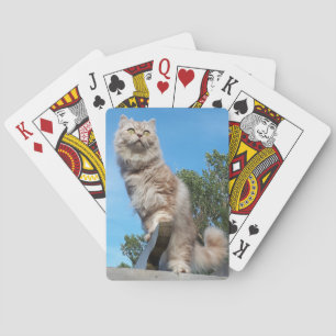 British Långhårig Cat - Chocolate, Silver Tabby Casinokort