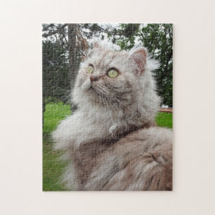 British Långhårig Cat - Chocolate, Silver Tabby Pussel