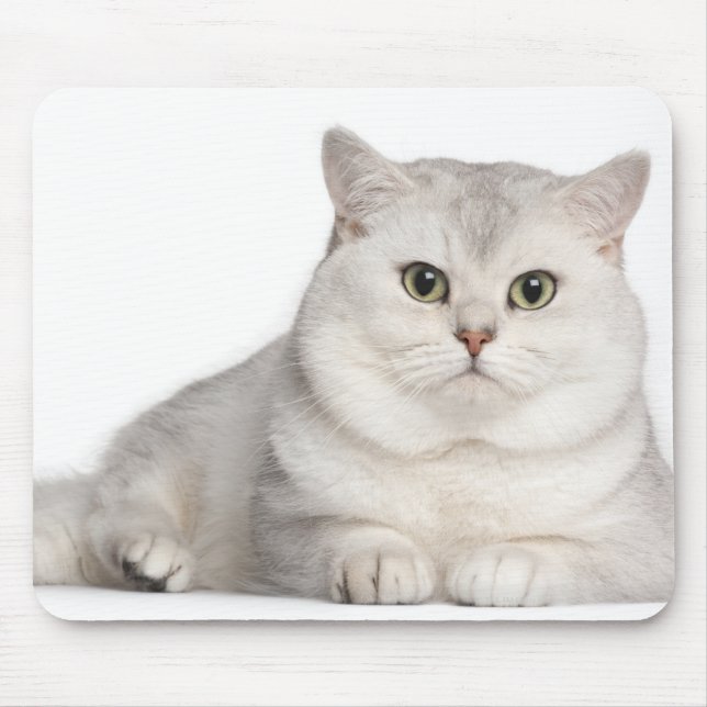 British Shorthair (2 år gammal) ljugande framför Musmatta (Framsidan)