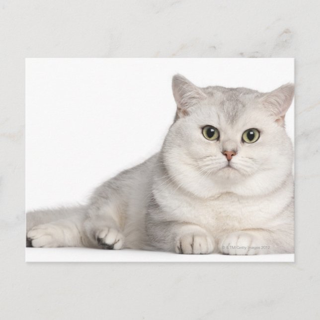 British Shorthair (2 år gammal) ljugande framför Vykort (Framsida)