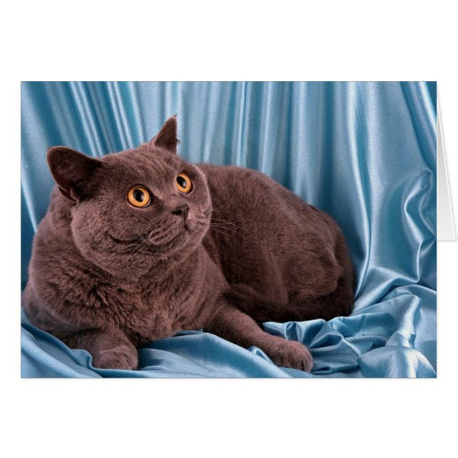 British Shorthair, blå Hälsningskort (Framsidan Horizontal)