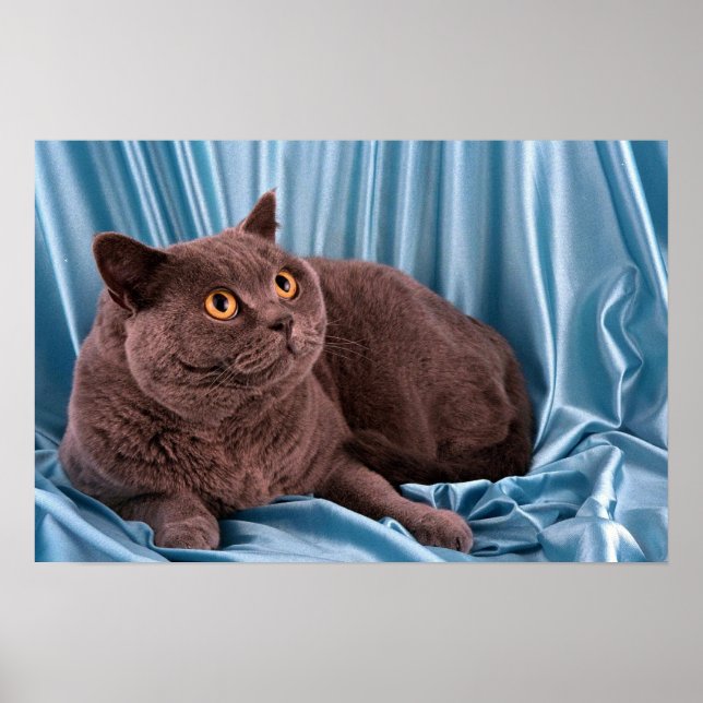 British Shorthair, blå Poster (Framsidan)