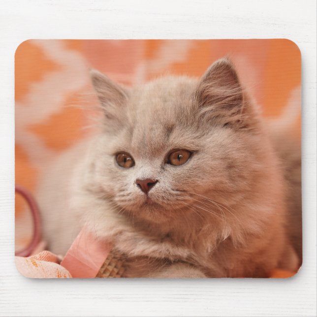 British shorthair, British longhair, Lilac Musmatta (Framsidan)