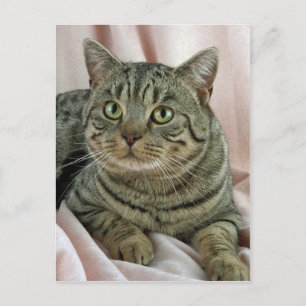 British Shorthair, brun fläckig Vykort