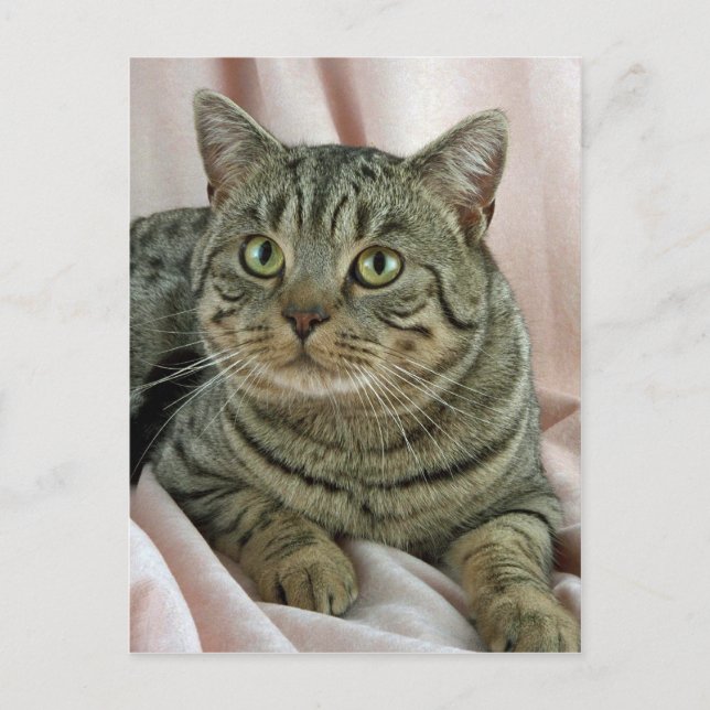 British Shorthair, brun fläckig Vykort (Framsida)