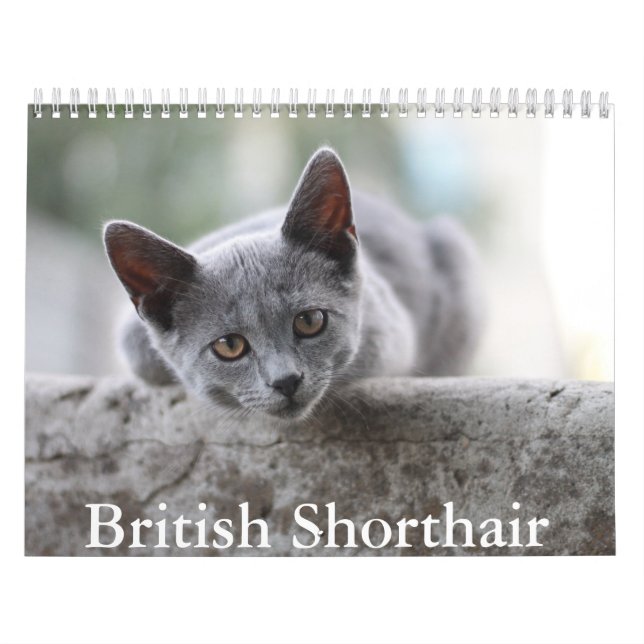 British Shorthair Calendar Kalender (Omslag)