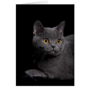 British Shorthair Card Hälsningskort