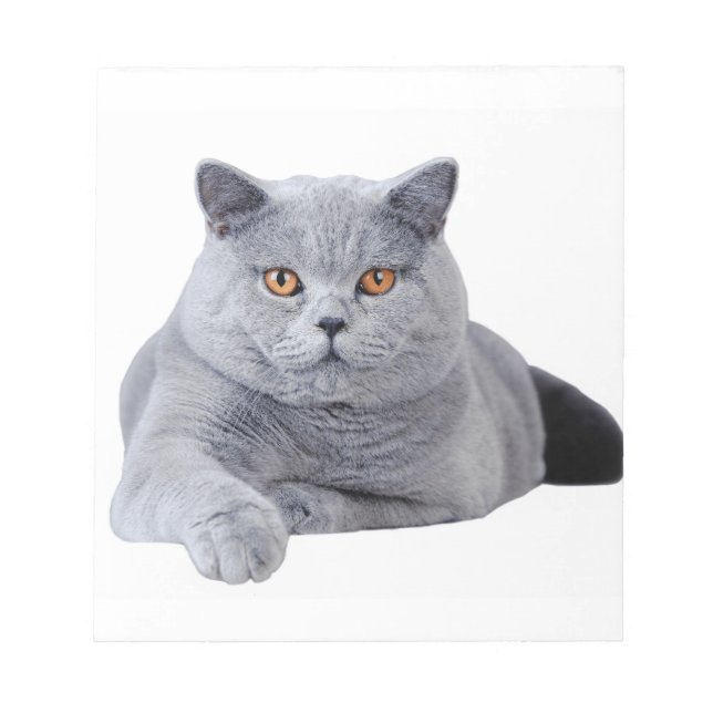 British shorthair cat anteckningsblock (Framsida)
