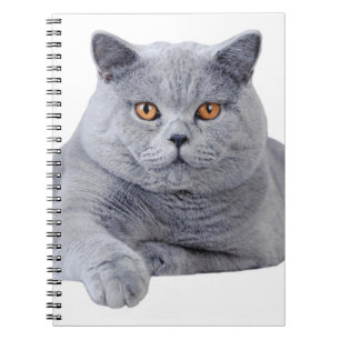 British shorthair cat anteckningsbok