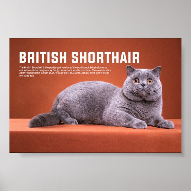 British Shorthair Cat Breed Poster (Framsidan)