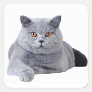British shorthair cat fyrkantigt klistermärke