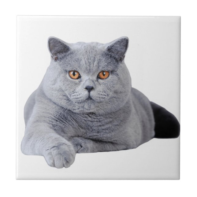 British shorthair cat kakelplatta (Framsidan)