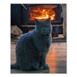 British Shorthair Cat Kattunge Fireplace Fototryck