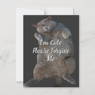 British Shorthair Cat Kattunge på Back Apology Car