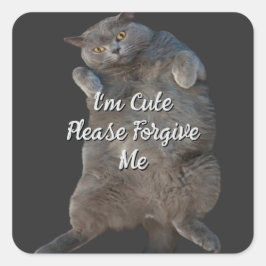 British Shorthair Cat Kattunge på Back Apology Car Fyrkantigt Klistermärke