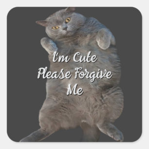British Shorthair Cat Kattunge på Back Apology Car Fyrkantigt Klistermärke