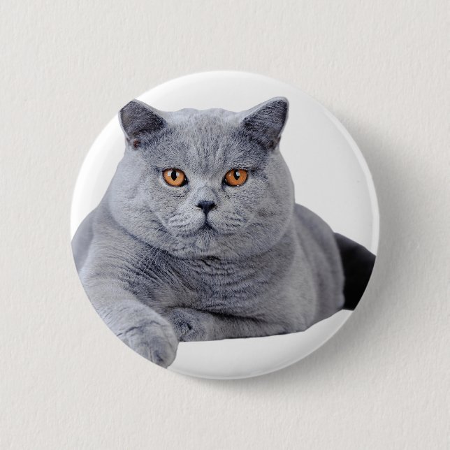 British shorthair cat knapp (Framsida)