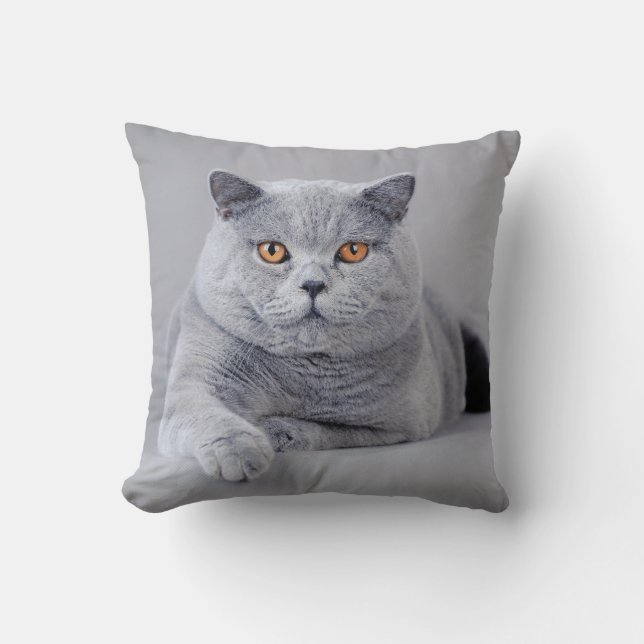 British shorthair cat kudde (Framsida)