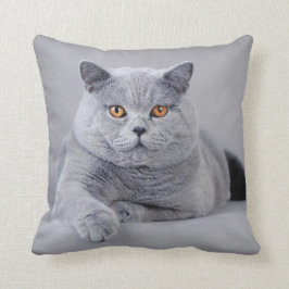 British shorthair cat kudde