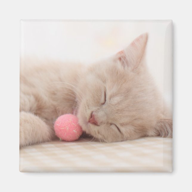 British Shorthair Cat Magnet (Framsidan)