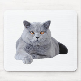 British shorthair cat musmatta