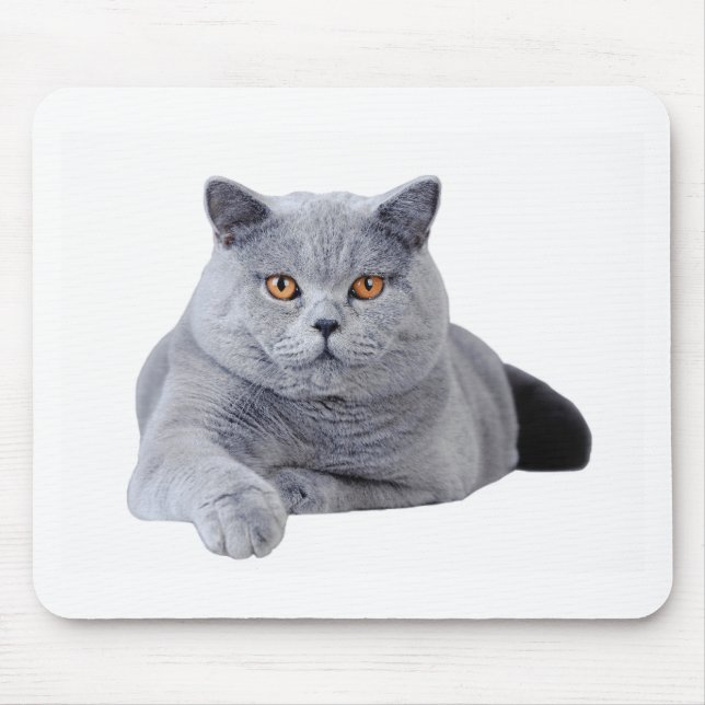 British shorthair cat musmatta (Framsidan)