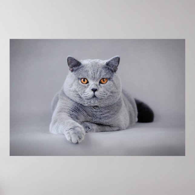 British shorthair cat poster (Framsidan)