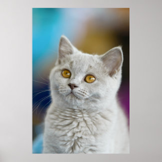 British Shorthair Cat Poster