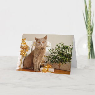 British Shorthair Cat Purr-Fect-Julhelg Helgkort