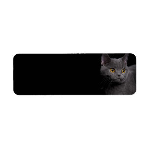 British Shorthair Cat Return-adressetikett Returadress Etikett
