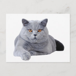 British shorthair cat vykort
