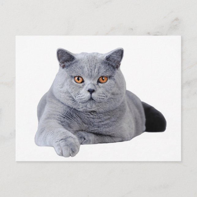 British shorthair cat vykort (Framsida)