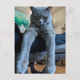 British Shorthair Grått Cat Kattunge Lay Hanging Vykort