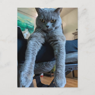 British Shorthair Grått Cat Kattunge Lay Hanging Vykort