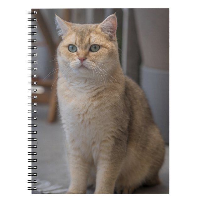 British Shorthair, kattras, katt Anteckningsbok (Framsidan)