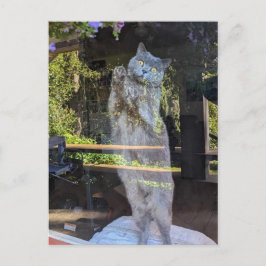 British Shorthair Kattunge In Window Vykort