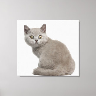 British Shorthair Kitten (10 veckor gammal) 2 Canvastryck