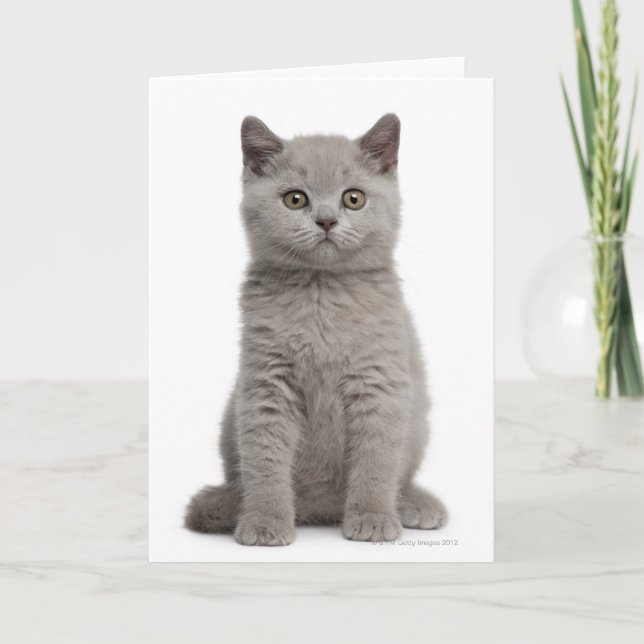 British Shorthair Kitten (10 veckor gammal) 2 Kort (Framsida)
