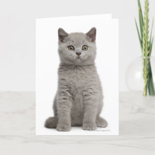 British Shorthair Kitten (10 veckor gammal) 2 Kort