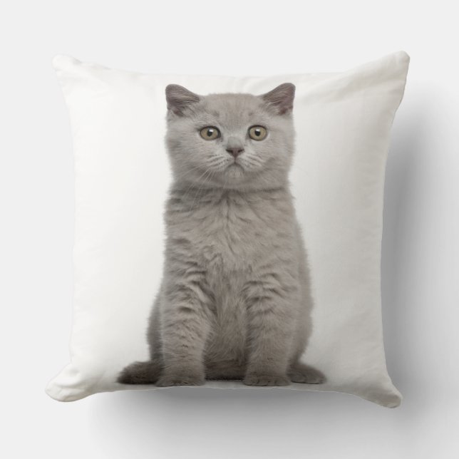 British Shorthair Kitten (10 veckor gammal) 2 Kudde (Framsida)