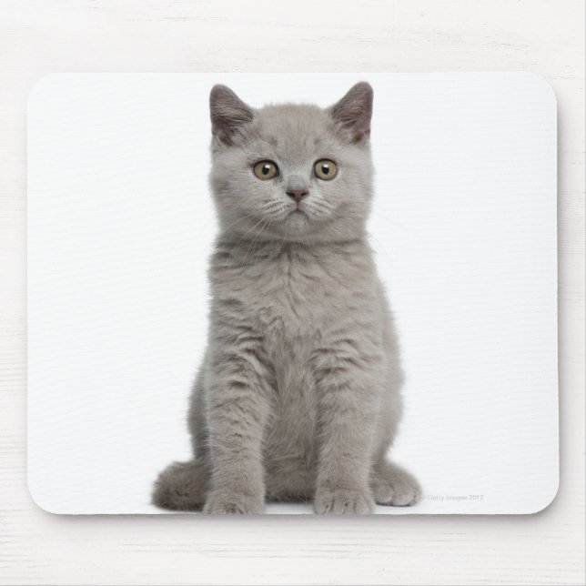 British Shorthair Kitten (10 veckor gammal) 2 Musmatta (Framsidan)