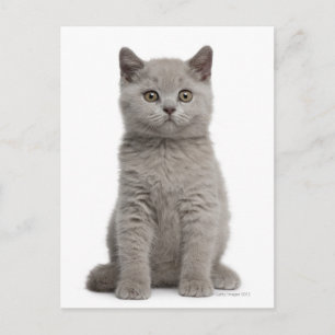 British Shorthair Kitten (10 veckor gammal) 2 Vykort