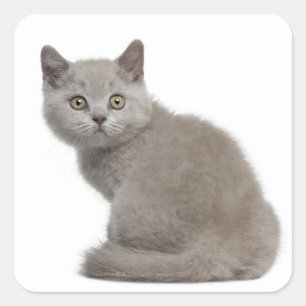 British Shorthair Kitten (10 veckor gammal) Fyrkantigt Klistermärke