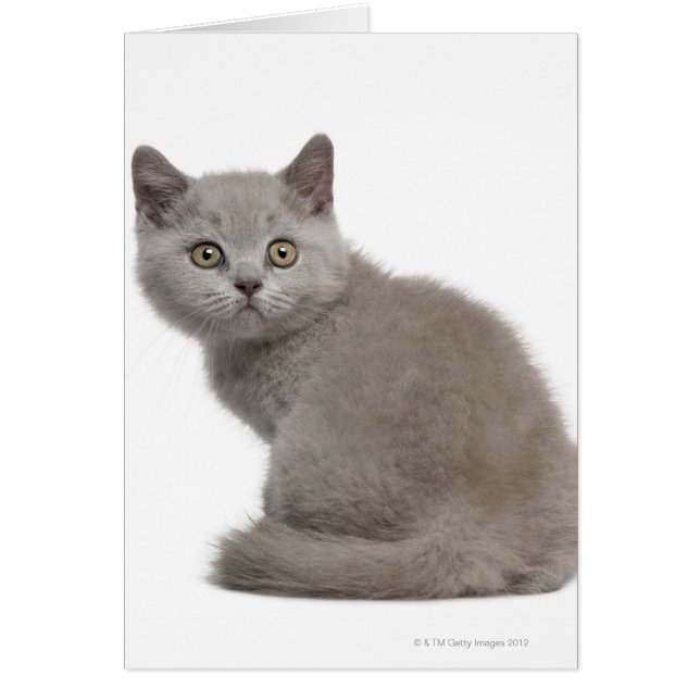 British Shorthair Kitten (10 veckor gammal) Hälsningskort (Framsidan)