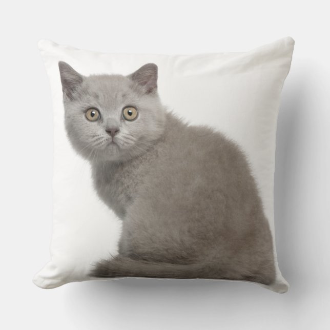British Shorthair Kitten (10 veckor gammal) Kudde (Framsida)