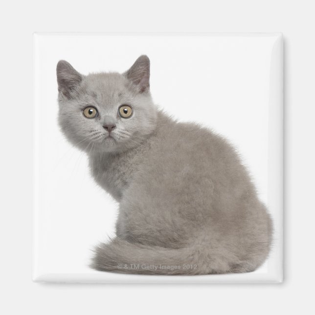 British Shorthair Kitten (10 veckor gammal) Magnet (Framsidan)