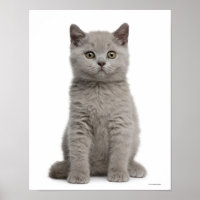 British Shorthair Kitten (10 veckor gammal)