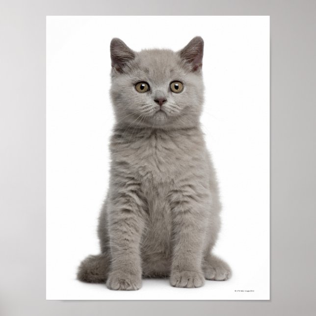British Shorthair Kitten (10 veckor gammal) Poster (Framsidan)